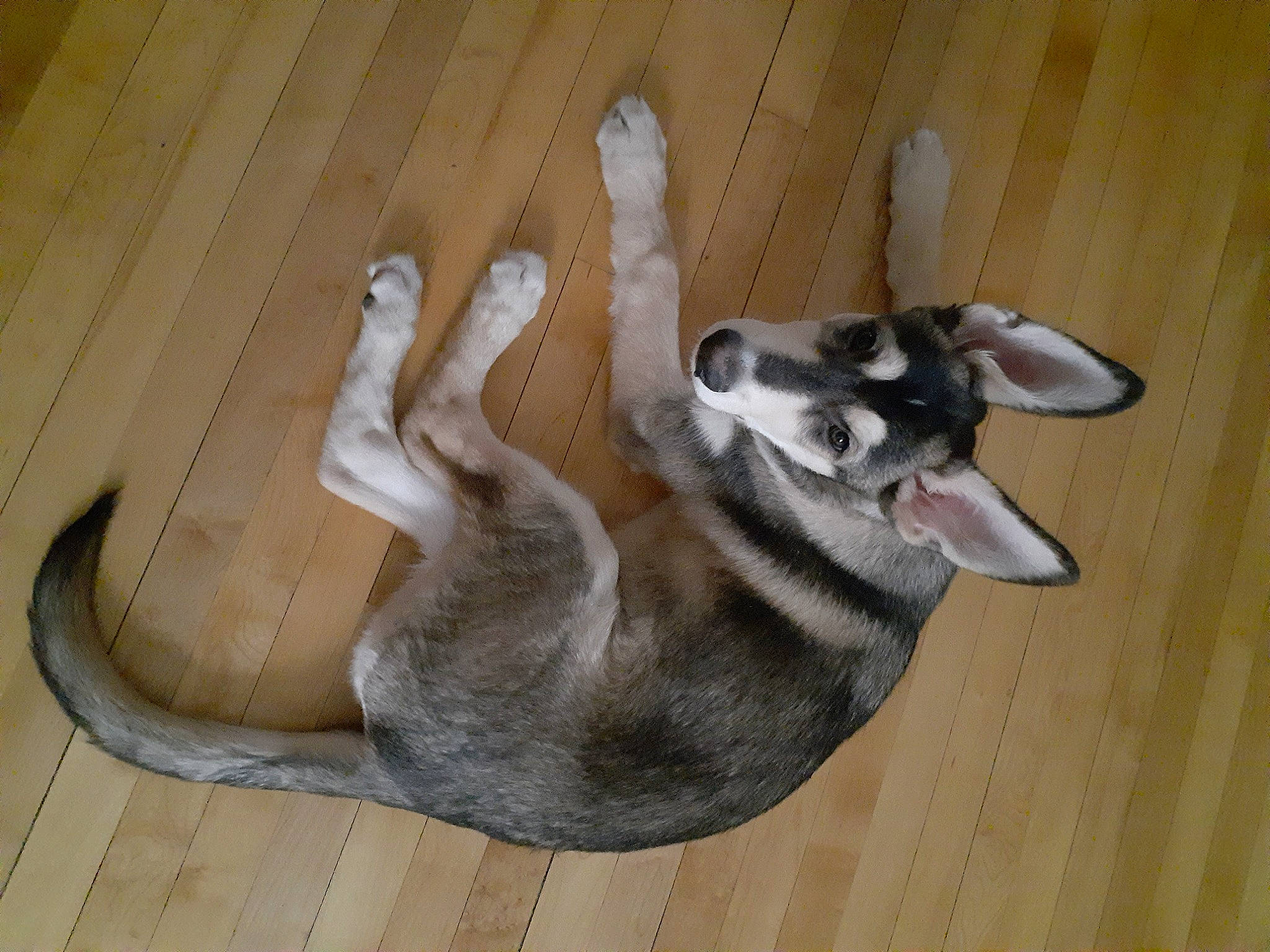 Brodie joined the competition — help win amazing prizes! canidae, carnivore, comfort, companion_dog, dog, dog_breed, fawn, felidae, flooring, fur, hardwood, paw, siberian_husky, small_to_medium_sized_cats, snout, sporting_group, tail, terrestrial_animal, wood, working_animal