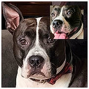 Polo is registered to the contest to win money with this photo: black_and_white, bow_tie, brown_eyes, close_up, collar, composite_image, couch, dog, ears, expression, face, indoor, inset_photo, nose, pet, pitbull, portrait, smile, tongue_out, whiskers