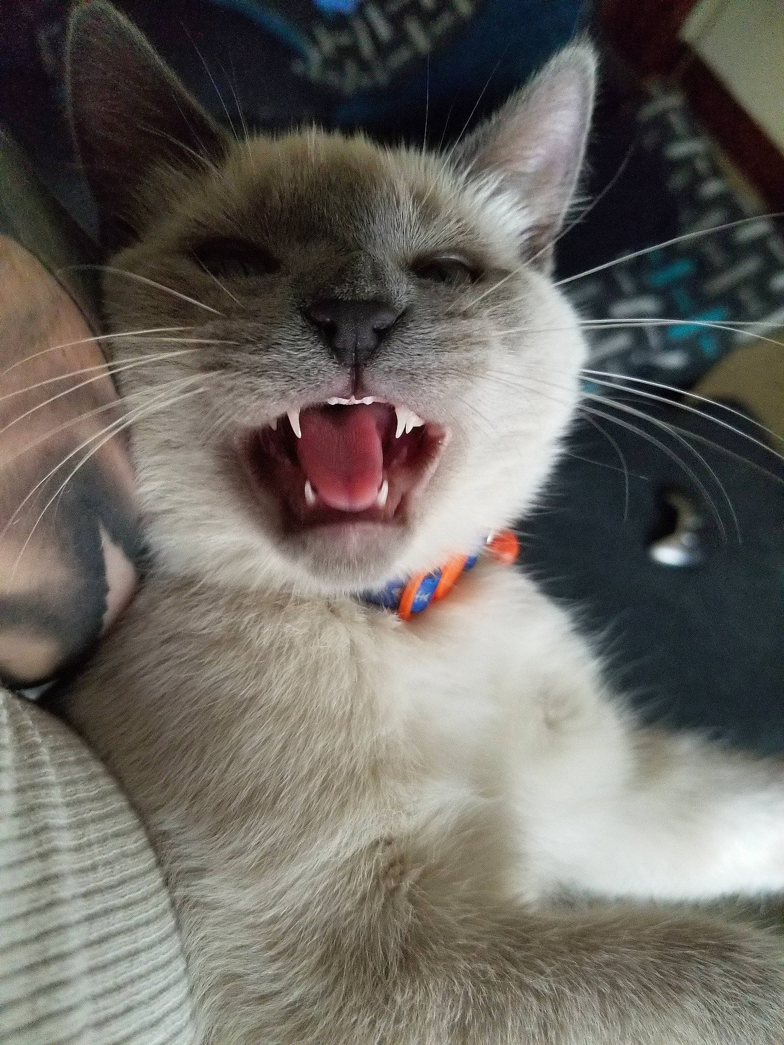 Blue joined the competition — help win amazing prizes! asian, carnivore, cat, ear, eye, facial_expression, fang, felidae, jaw, kitten, mammal, mouth, nose, ojos_azules, organ, small_to_medium_sized_cats, snout, tooth, whiskers, yawn