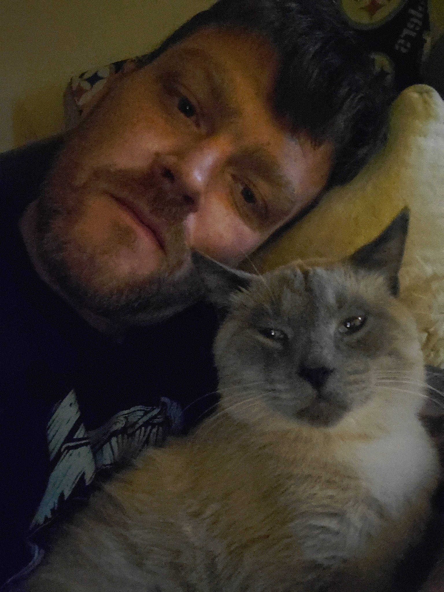 Blue is registered to the contest to win money with this photo: balinese, burmese, carnivore, cat, eye, fawn, felidae, fur, himalayan, nebelung, nose, photography, ragdoll, selfie, siamese, small_to_medium_sized_cats, snowshoe, thai, tonkinese, whiskers