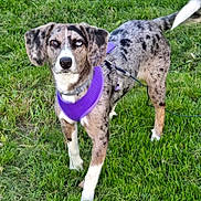 Indica joined the competition — help win amazing prizes! alert, animal, canine, daylight, dog, ears, four_legs, fur, grass, greenery, heterochromia, leash, mammal, nature, outdoor, pet, purple_harness, spotted_coat, standing, tail