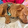bed, blanket, brown_fur, canine, closeup, colorful, comfort, cozy, cushion, cute, dog, domestic_animal, fur, harness, indoor, paw, pet, relaxed, resting, sleeping