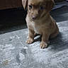 puppy, dog, brown, sitting, floor, concrete, indoor, young, cute, small, pet, animal, fur, ears, eyes, legs, portrait, lonely, shy, domestic