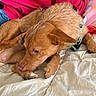 bed, blanket, canine, casual, close_up, clothing, comforter, dog, fur, fur_texture, indoor, paw, person, pet, pink_sweatshirt, red_brown, relaxation, resting, scratching, snout