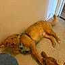 dog, brown_dog, harness, plush_toy, monkey_toy, floor, indoor, tail_wagging, playful, pet, canine, wall, ears, paws, toy, lying_down, looking_at_camera, happy, domestic_animal, expression