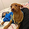 animal, bed, bedspread, blue_clothing, brown_dog, canine, companion, curious, cute, dog, domestic_animal, fabric, furniture, gold_trim, indoor, pet, relaxed, resting, small_dog, textile