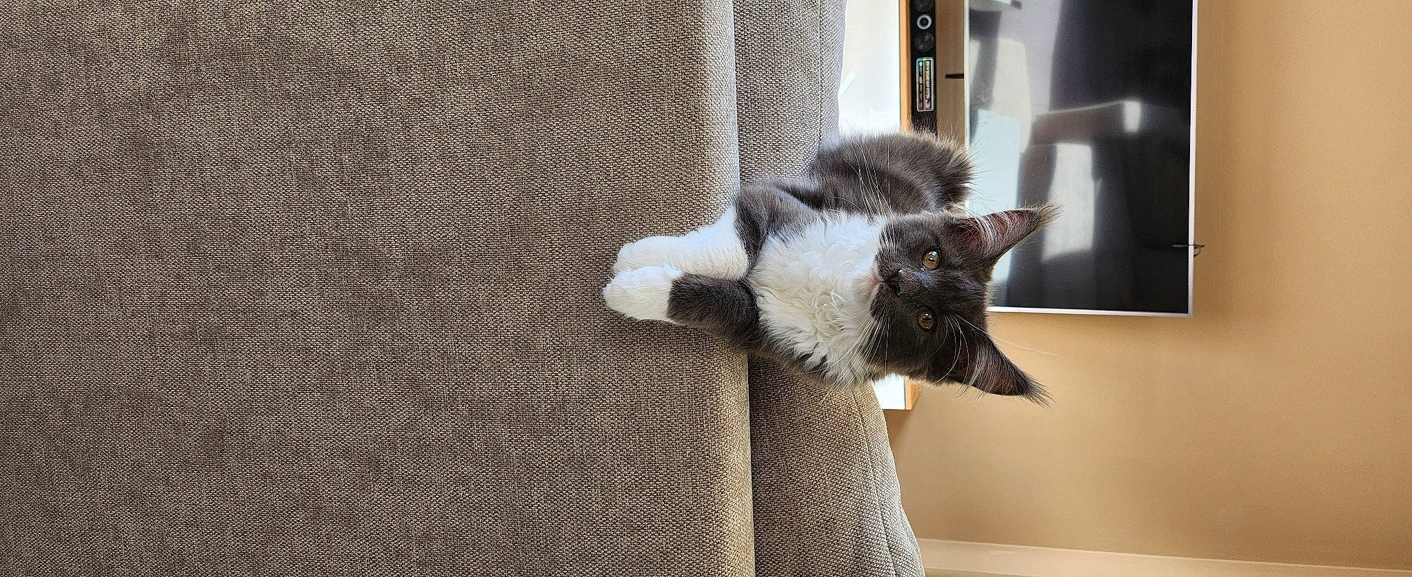 Opaline participe au concours pour gagner de l'argent avec cette photo : carnivore, cat, cat_furniture, cat_supply, claw, comfort, domestic_short_haired_cat, felidae, flooring, fur, grey, paw, plant, small_to_medium_sized_cats, tail, terrestrial_animal, whiskers, window, wood, woven_fabric