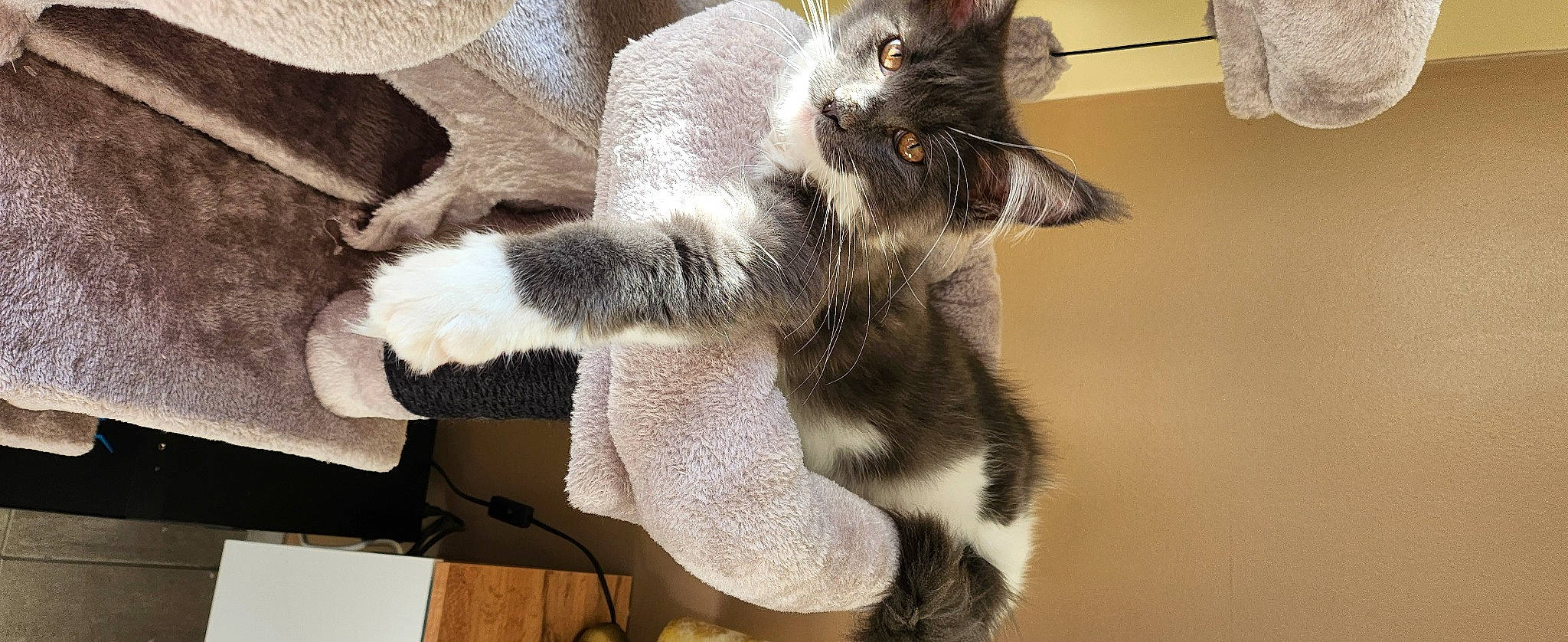 Opaline a rejoint le concours — aidez-le/la à gagner de superbes lots ! carnivore, cat, claw, domestic_short_haired_cat, felidae, foot, fur, paw, small_to_medium_sized_cats, snout, tail, whiskers