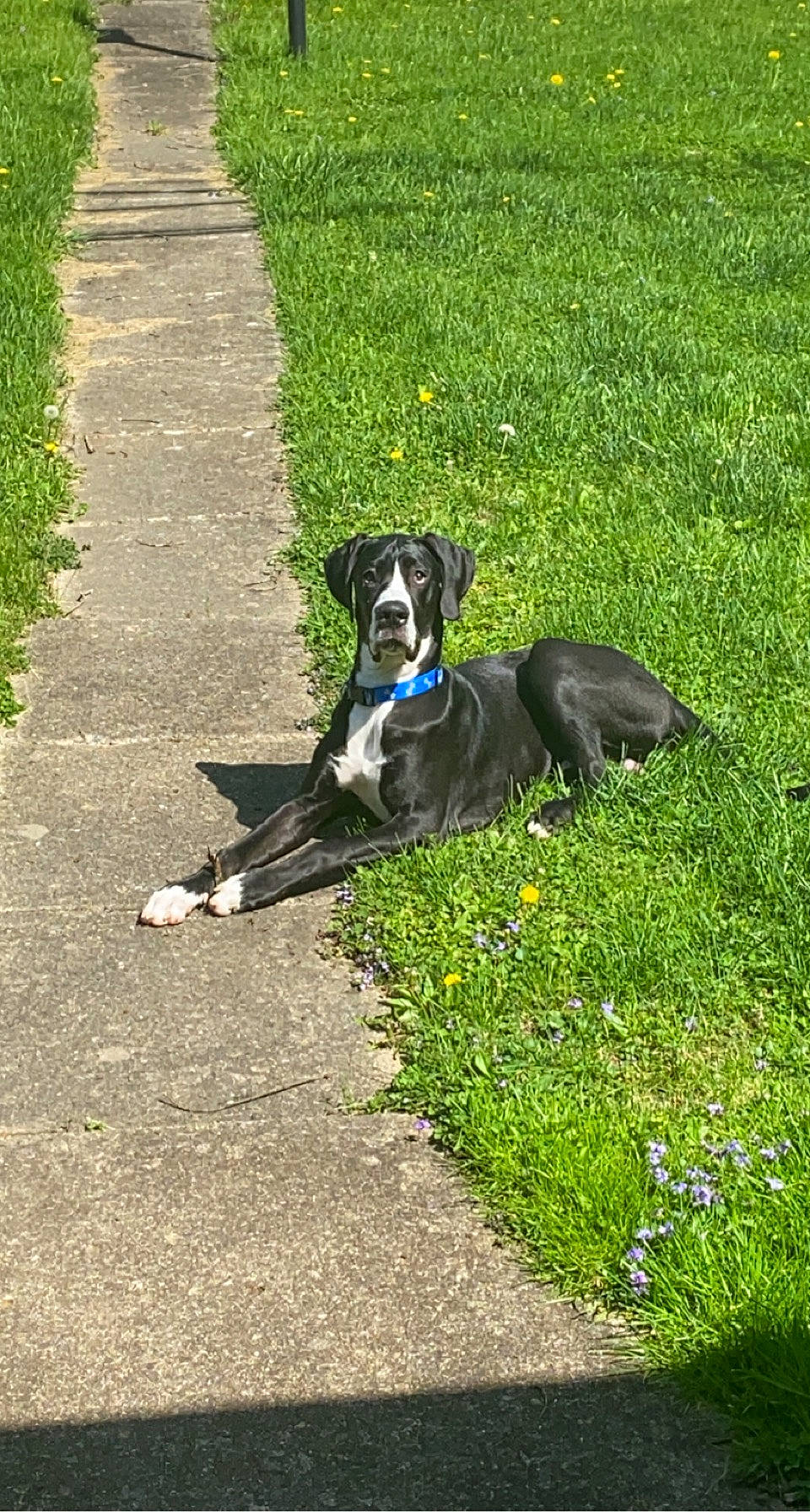 Asher is registered to the contest to win money with this photo: asphalt, canidae, carnivore, companion_dog, dog, dog_breed, dog_collar, flower, grass, grassland, groundcover, lawn, plant, road_surface, shadow, shrub, sidewalk, sporting_group, tail, working_animal