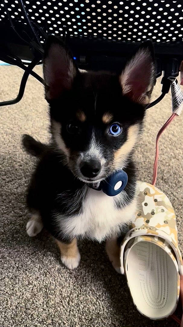 Kenzo is registered to the contest to win money with this photo: canidae, carnivore, chihuahua, collar, companion_dog, corgi_chihuahua, dog, dog_breed, dog_collar, dog_supply, electric_blue, foot, fur, herding_dog, snout, sporting_group, tail, toy_dog, whiskers, working_animal