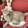 cat, stuffed_bunny, plush_cushion, red_armchair, indoor, pet, animal, feline, relaxed, home, decor, fabric, patterned, cute, soft_toy, resting, cozy, domestic, whiskers, ears
