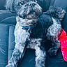 Olaf participe au concours pour gagner de l'argent avec cette photo : dog, pet, bow, car_seat, black_fur, gray_fur, leash, collar, fur, animal, cute, portrait, indoor, closeup, paw, seat, resting, looking, adorable, companion