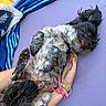 animal, black, blue_towel, bracelet, companion, cozy, cute, dog, fur, gray, human_hand, lying_down, outdoor, paws, pet, playful, purple_surface, relaxed, resting, towel