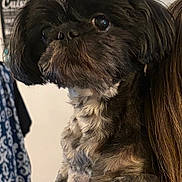 Olaf a rejoint le concours — aidez-le/la à gagner de superbes lots ! dog, pet, black_dog, small_dog, tattoo, shoulder, fur, indoor, curious, close_up, animal, companion, cute, portrait, person, hair, clothing, background, decor, domestic
