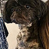 dog, pet, black_dog, small_dog, tattoo, shoulder, fur, indoor, curious, close_up, animal, companion, cute, portrait, person, hair, clothing, background, decor, domestic