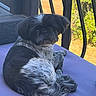 animal, balcony, black_and_white, companion, curled_up, cute, daylight, dog, fence, fur, looking_back, nature, outdoor, pet, purple_cushion, railing, relaxed, resting, small_dog, sunny