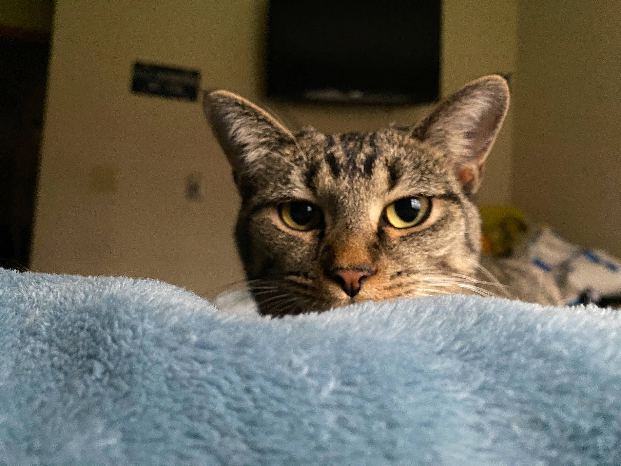 Kitkat joined the competition — help win amazing prizes! carnivore, cat, cat_supply, comfort, domestic_short_haired_cat, felidae, fur, small_to_medium_sized_cats, terrestrial_animal, whiskers, wildlife