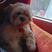 Rudy joined the competition — help win amazing prizes! dog, fluffy, couch, red_couch, window, sunlight, indoor, pet, fur, relaxed, animal, daylight, cozy, paw, collar, furniture, home, resting, domestic, cute