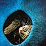 cat, tabby, green_eyes, cozy, blue, felt, cat_cave, playful, pet, animal, indoor, curious, cute, whiskers, paw, fur, resting, cute_pet, home, feline