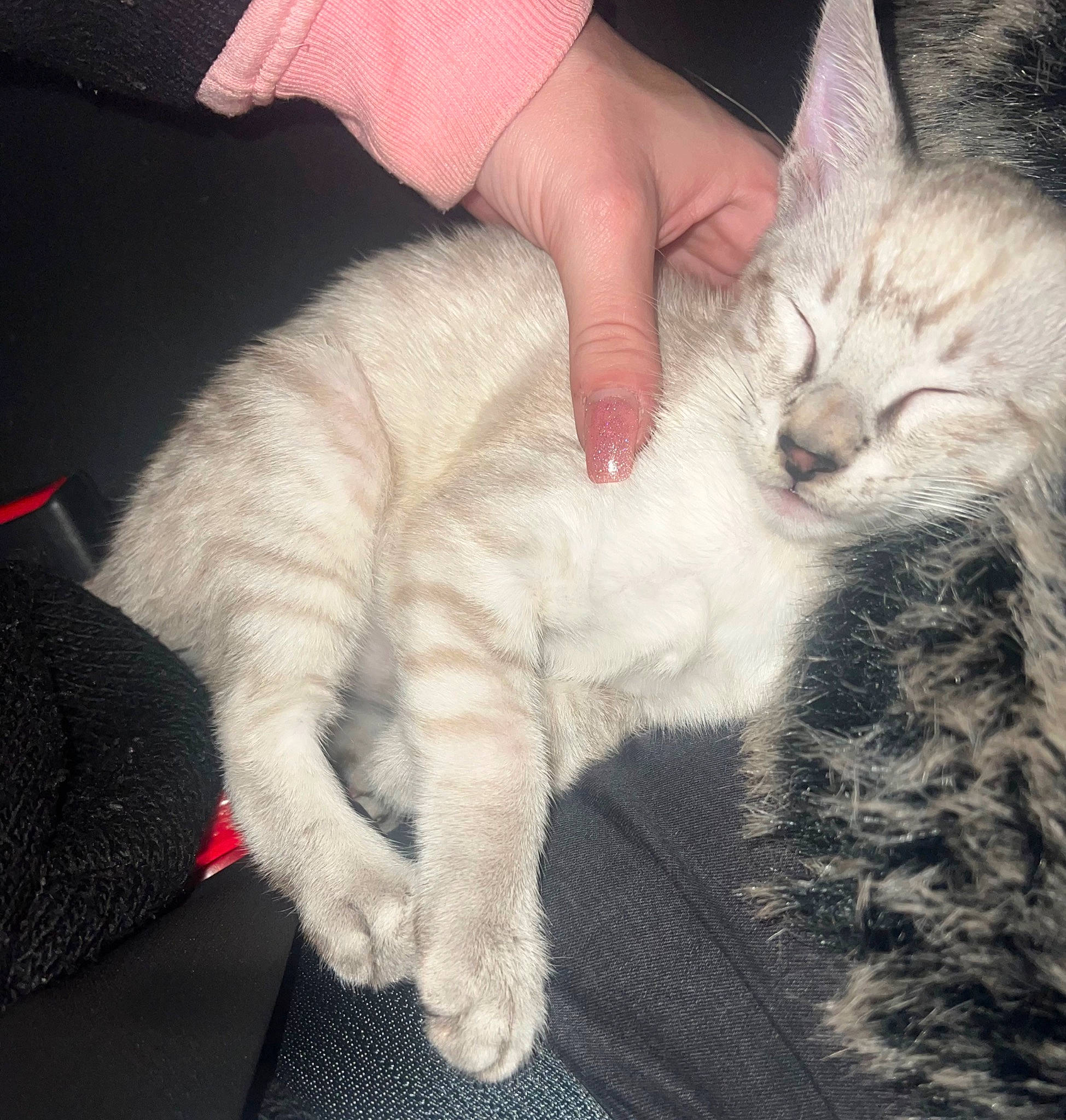 Yuki a rejoint le concours — aidez-le/la à gagner de superbes lots ! carnivore, cat, claw, comfort, domestic_short_haired_cat, fawn, felidae, foot, fur, gesture, hand, lap, nail, nap, paw, small_to_medium_sized_cats, snout, tail, toe, whiskers