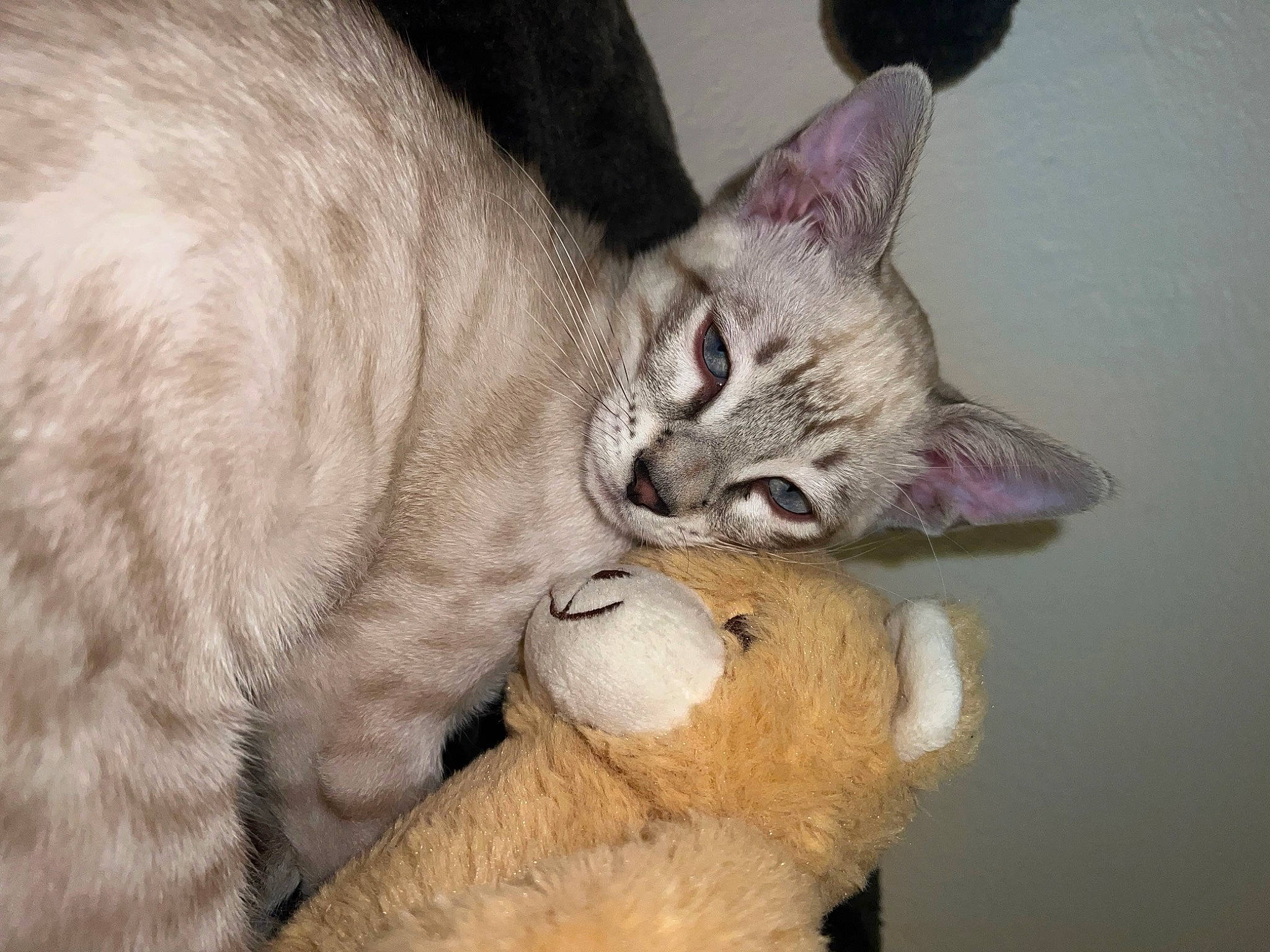 Yuki a rejoint le concours — aidez-le/la à gagner de superbes lots ! carnivore, cat, cat_toy, claw, comfort, domestic_short_haired_cat, ear, fawn, felidae, fur, paw, photo_caption, small_to_medium_sized_cats, snout, tail, terrestrial_animal, toy, whiskers, wildlife