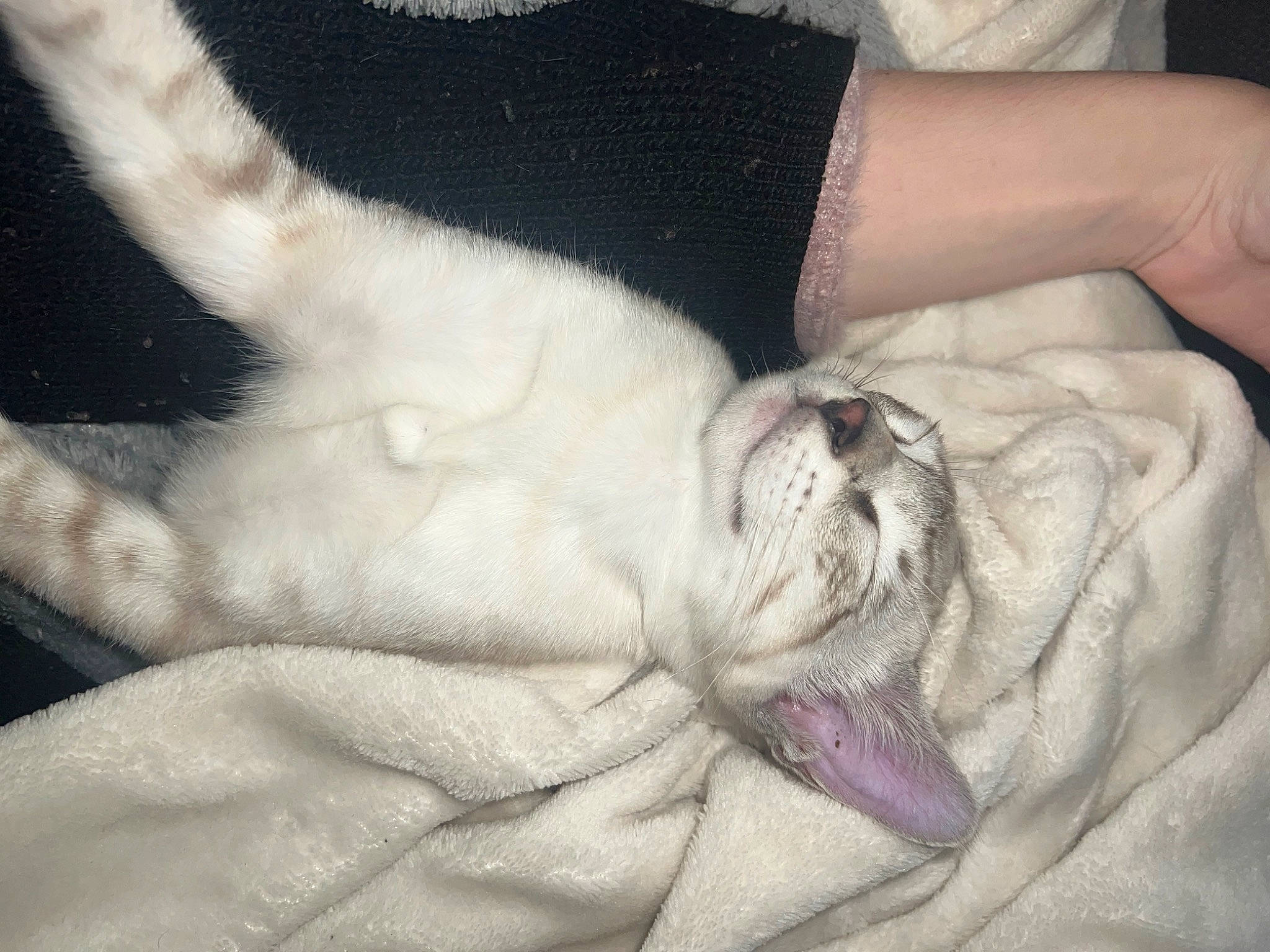 Yuki a rejoint le concours — aidez-le/la à gagner de superbes lots ! canidae, carnivore, cat, comfort, companion_dog, dog_breed, ear, fawn, felidae, fur, gesture, linens, nail, paw, small_to_medium_sized_cats, snout, sporting_group, textile, whiskers, wrinkle