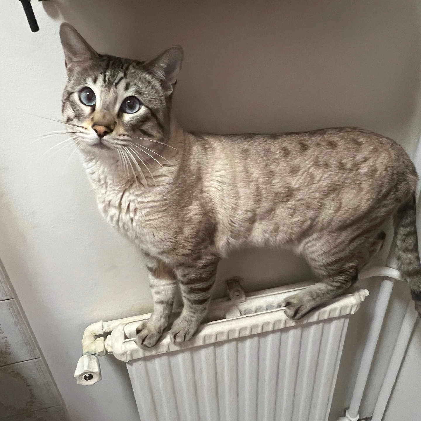 Yuki participe au concours pour gagner de l'argent avec cette photo : abyssinian, animal, appliance, cat, crib, device, egyptiancat, electricaldevice, furniture, indoors, infantbed, kitten, manx, pet, radiator, siamese, window, windowsill