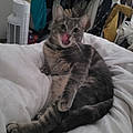 Inaya K.
