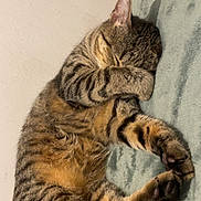 Lovely participe au concours pour gagner de l'argent avec cette photo : cat, tabby, sleeping, paw, fur, striped, pet, cozy, blanket, indoor, cute, relaxed, animal, whiskers, mammal, feline, resting, soft, claws, domestic