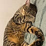 cat, tabby, sleeping, paw, fur, striped, pet, cozy, blanket, indoor, cute, relaxed, animal, whiskers, mammal, feline, resting, soft, claws, domestic