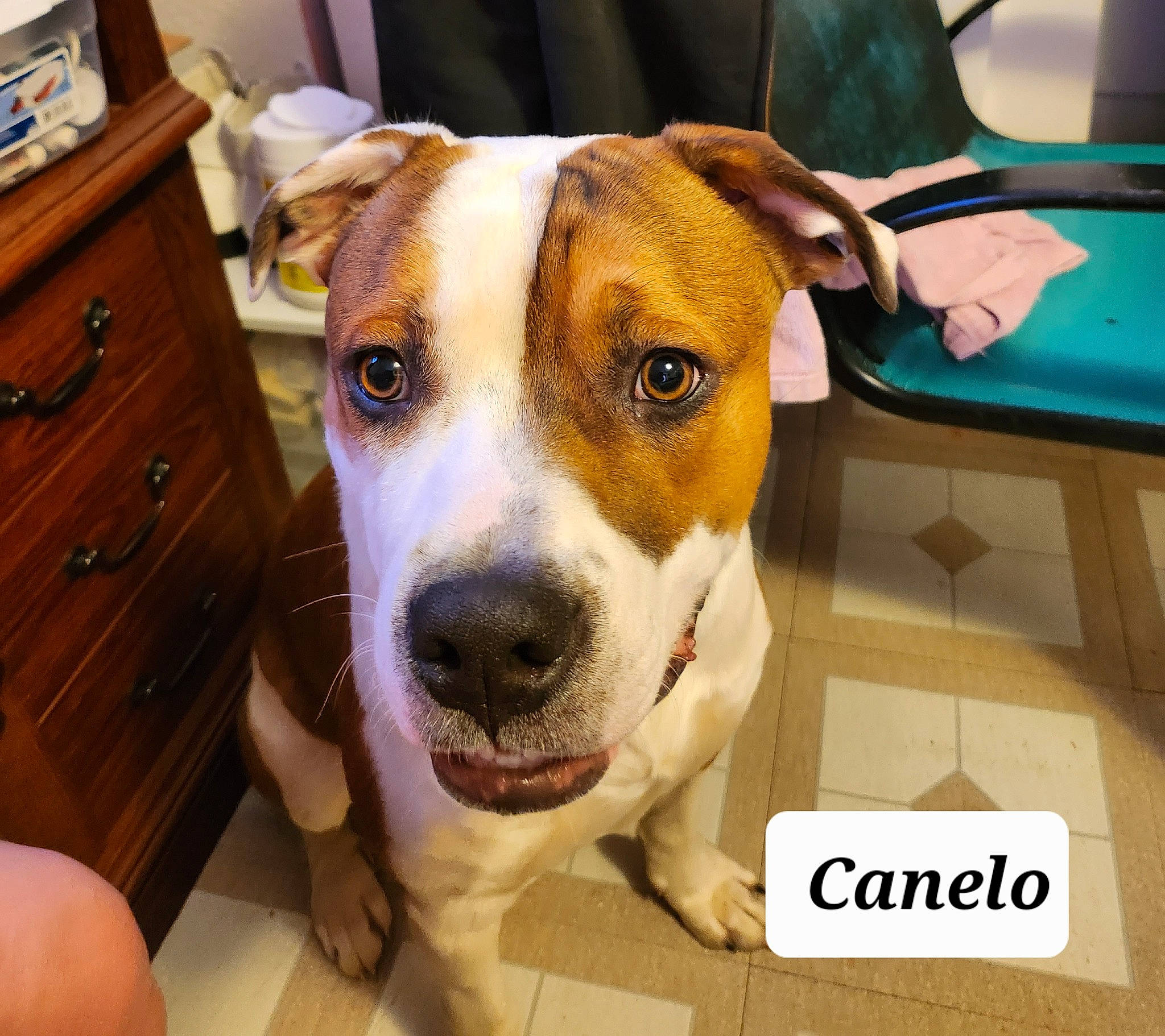 Canelo is registered to the contest to win money with this photo: ancient_dog_breeds, cabinetry, canidae, carnivore, chest, chest_of_drawers, collar, companion_dog, cupboard, dog, dog_breed, dog_collar, drawer, fawn, fur, snout, sporting_group, terrier, whiskers, working_animal