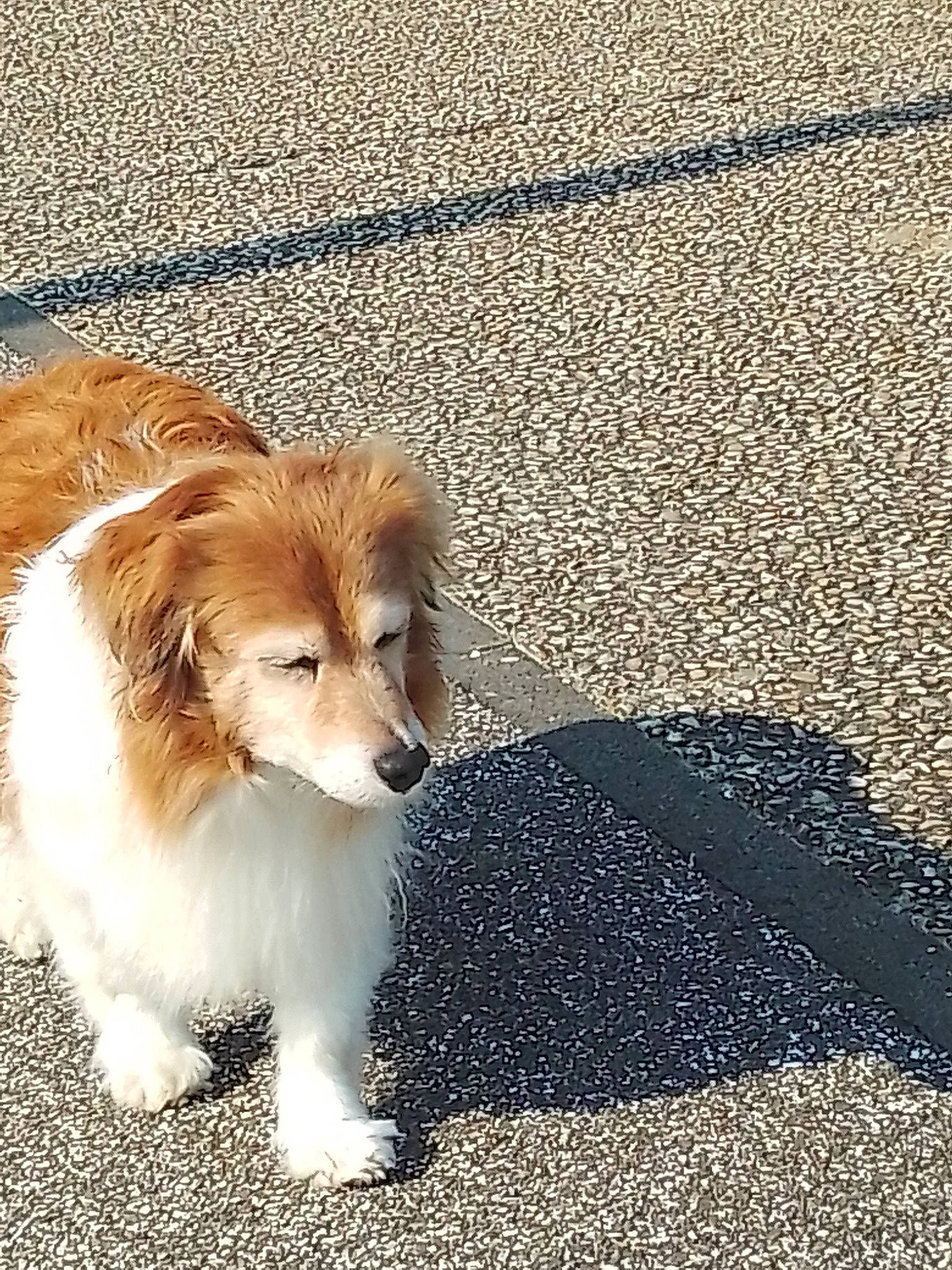 Nina participe au concours pour gagner de l'argent avec cette photo : asphalt, canidae, carnivore, companion_dog, dog, dog_breed, fawn, flooring, fur, grass, road_surface, shadow, sporting_group, tail, terrestrial_animal, toy_dog, whiskers, working_dog