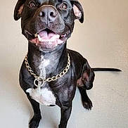 Remi is registered to the contest to win money with this photo: dog, black_dog, smiling, pet, chain_collar, sitting, indoor, short_hair, canine, friendly, happy, animal, cute, looking_up, tongue_out, ears_up, floor, collar, domestic_animal, portrait