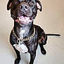 dog, black_dog, smiling, pet, chain_collar, sitting, indoor, short_hair, canine, friendly, happy, animal, cute, looking_up, tongue_out, ears_up, floor, collar, domestic_animal, portrait