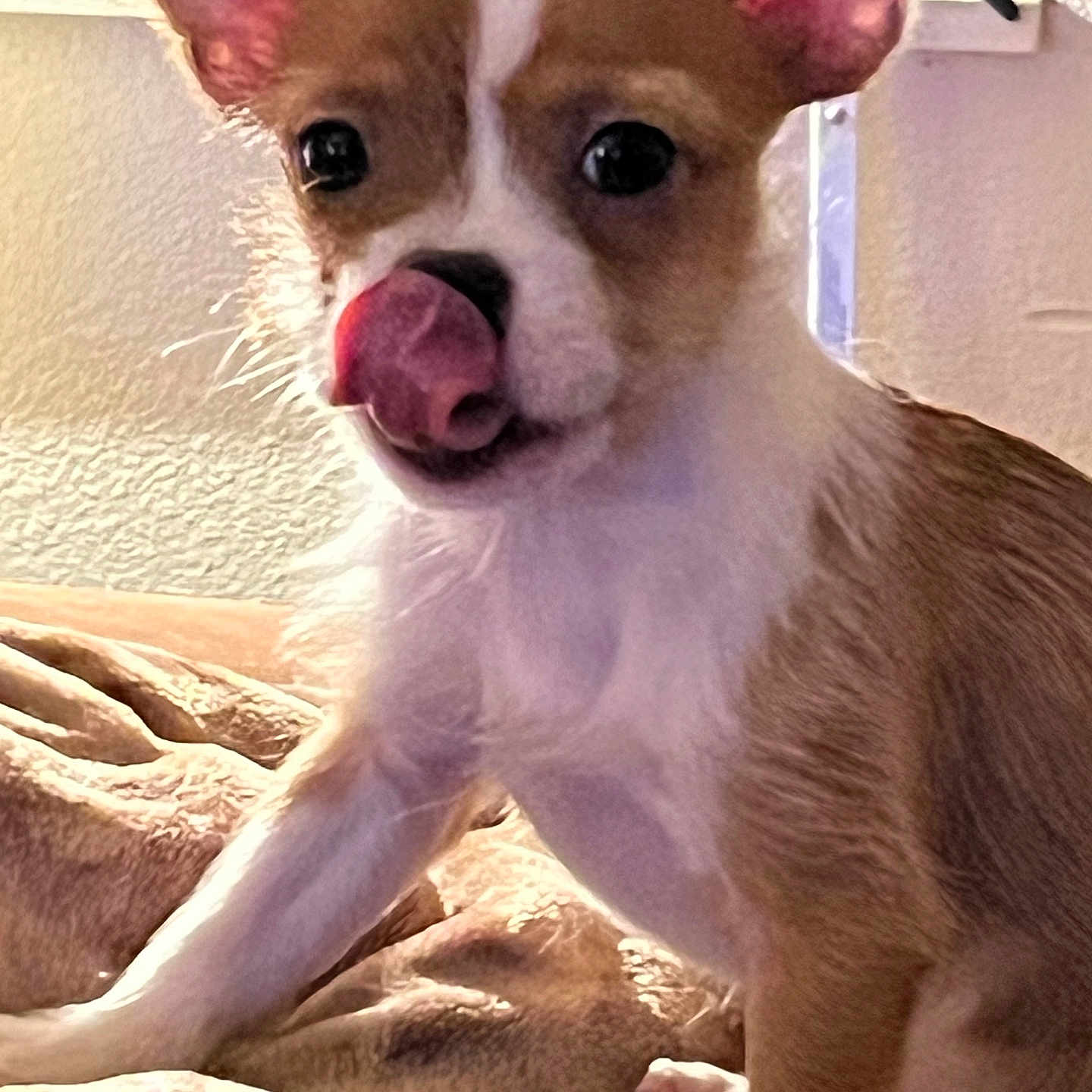 Ruby joined the competition — help win amazing prizes! alert, animal, blanket, brown_and_white, close_up, cozy, cute, dog, ears, face, fur, indoor, looking, paw, pet, playful, sitting, small_dog, tongue_out, whiskers