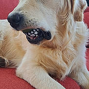 Aston a rejoint le concours — aidez-le/la à gagner de superbes lots ! dog, golden_retriever, pet, indoor, couch, red_couch, tennis_ball, mouth, fur, animal, plant, window, potted_plant, relaxing, close_up, paw, whiskers, nose, canine, resting