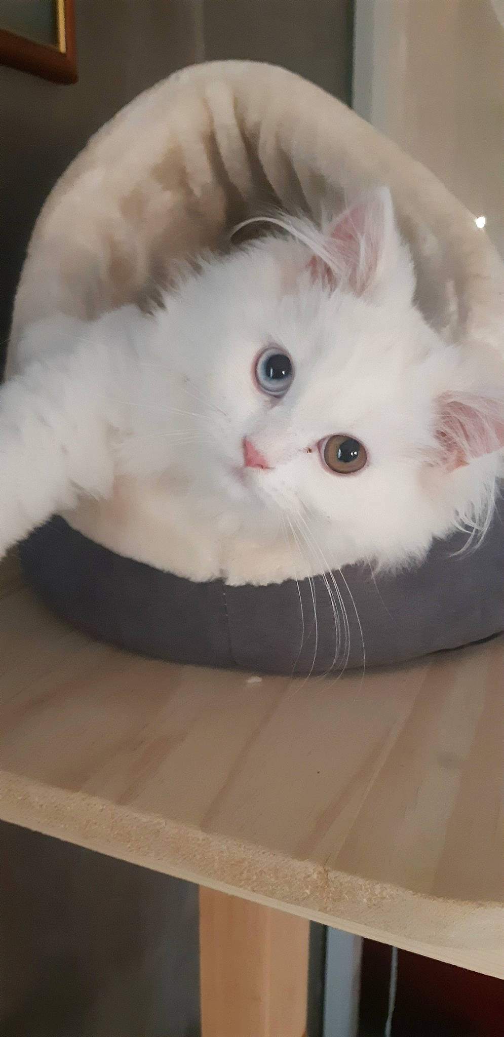 Djanguo a rejoint le concours — aidez-le/la à gagner de superbes lots ! asian, british_longhair, british_semi_longhair, carnivore, cat, domestic_long_haired_cat, eye, felidae, fur, kitten, mammal, napoleon_cat, norwegian_forest_cat, persian, ragamuffin, ragdoll, small_to_medium_sized_cats, turkish_angora, turkish_van, whiskers