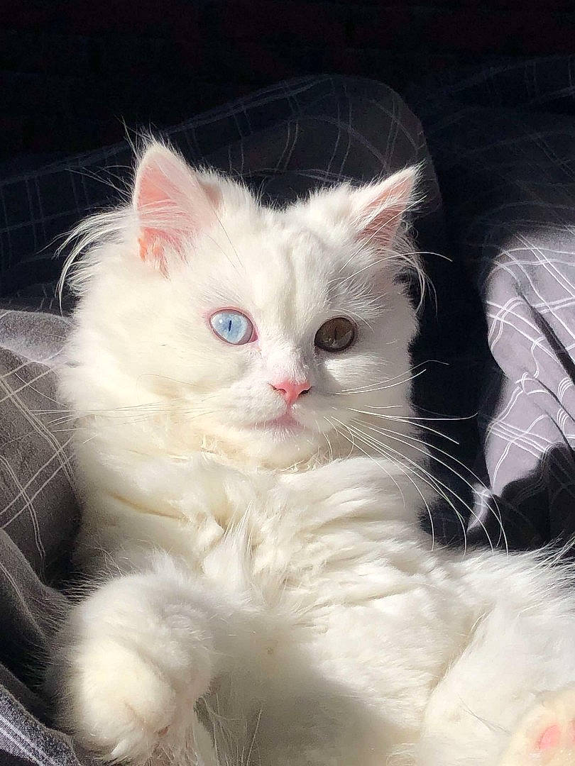 Djanguo a rejoint le concours — aidez-le/la à gagner de superbes lots ! american_curl, asian_semi_longhair, british_longhair, british_semi_longhair, carnivore, cat, domestic_long_haired_cat, eye, felidae, kitten, mammal, norwegian_forest_cat, persian, ragamuffin, ragdoll, small_to_medium_sized_cats, turkish_angora, turkish_van, vertebrate, whiskers