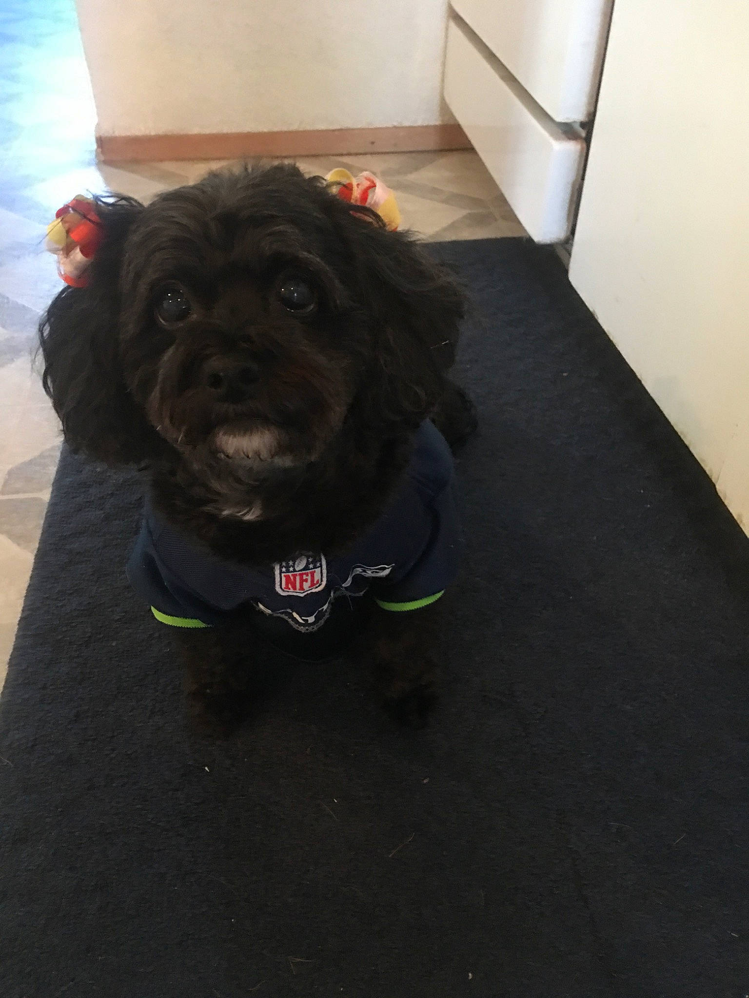 Eva joined the competition — help win amazing prizes! american_cocker_spaniel, boykin_spaniel, canidae, carnivore, cavapoo, cockapoo, companion_dog, dog, dog_breed, dog_collar, floor, miniature_poodle, non_sporting_group, poodle, puppy, schnoodle, spaniel, sporting_group, toy_dog, toy_poodle