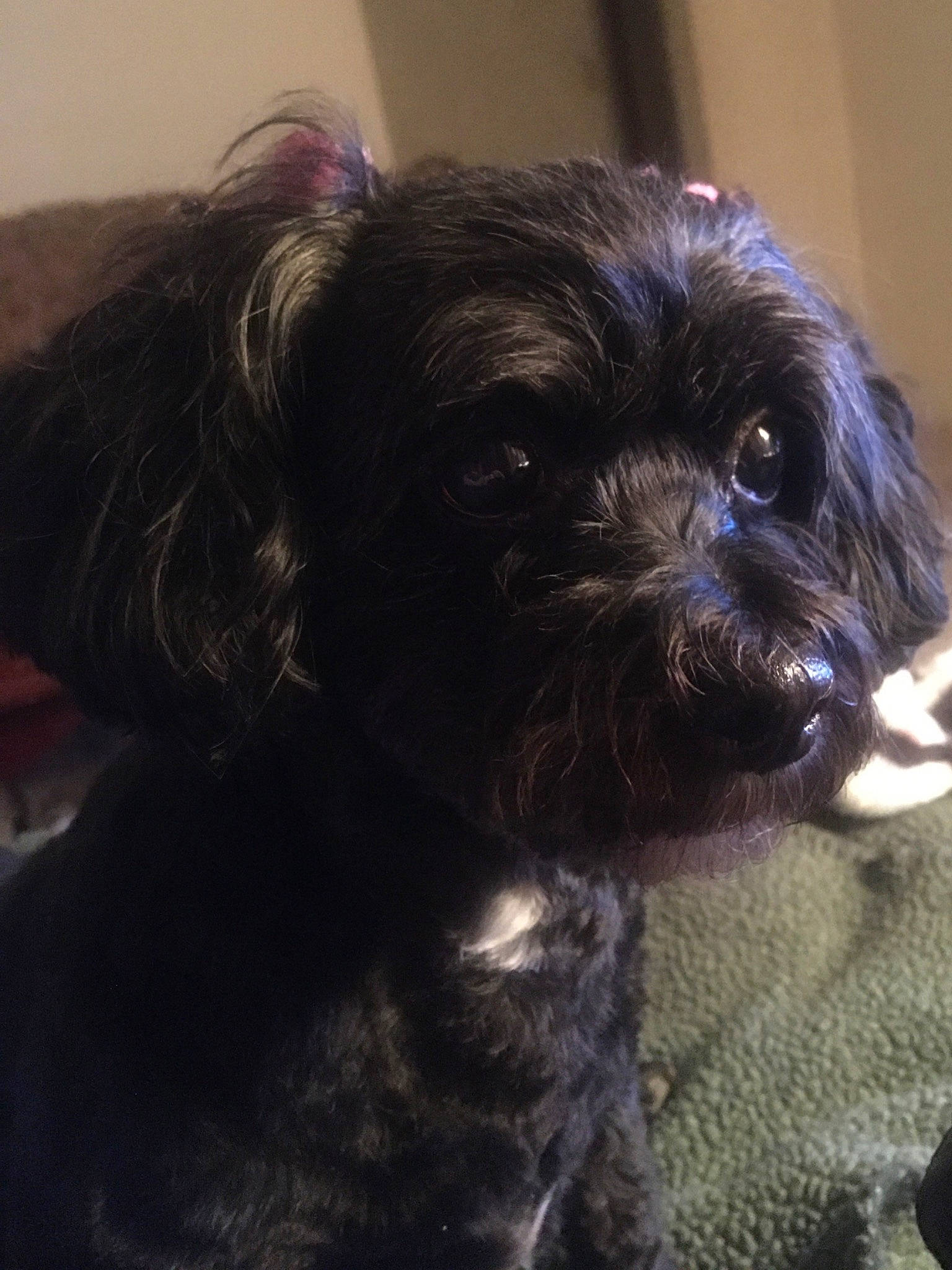 Eva is registered to the contest to win money with this photo: affenpinscher, bolonka, canidae, carnivore, cavapoo, cockapoo, companion_dog, dog, dog_breed, lhasa_apso, mammal, non_sporting_group, puppy, schnoodle, shih_poo, shih_tzu, snout, sporting_group, toy_dog, vertebrate