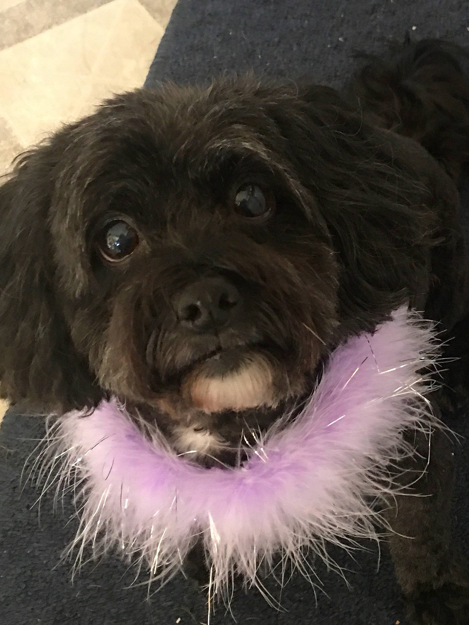 Eva joined the competition — help win amazing prizes! affenpinscher, bolonka, canidae, carnivore, chinese_imperial_dog, companion_dog, dog, dog_breed, fur, havanese, lhasa_apso, liver, mammal, pekapoo, puppy, rare_breed_dog, schnoodle, snout, sporting_group, vertebrate