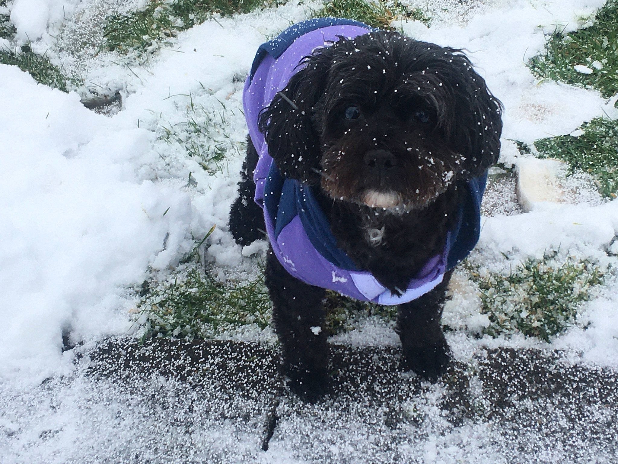 Eva joined the competition — help win amazing prizes! adventure, canidae, carnivore, dog, dog_breed, dog_walking, freezing, mountain, outerwear, snow, sporting_group, walking, winter