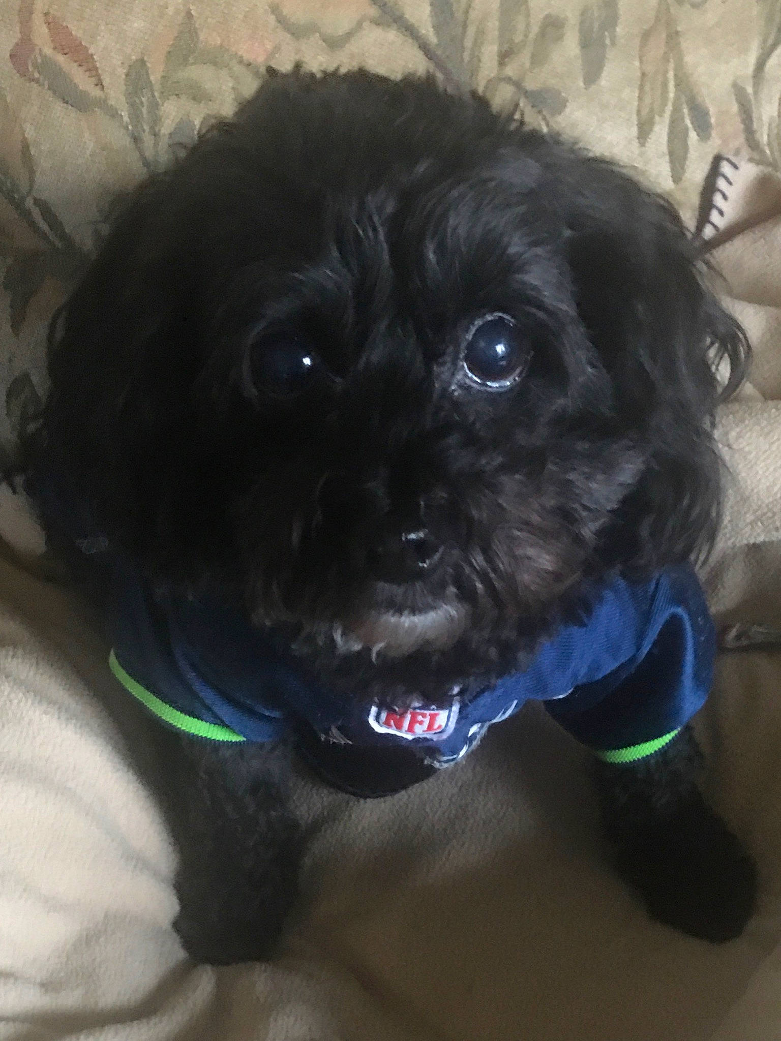 Eva joined the competition — help win amazing prizes! affenpinscher, black, bolonka, canidae, carnivore, companion_dog, dog, dog_breed, dog_collar, griffon_bruxellois, mammal, pekapoo, poodle_crossbreed, puppy, schnoodle, shih_poo, shih_tzu, snout, sporting_group, toy_dog