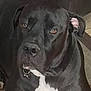 Waylon joined the competition — help win amazing prizes! dog, black_dog, pet, indoor, carpet, fur, animal, canine, close_up, resting, white_patch, large_dog, looking, ears, collar, floor, furniture, domestic_animal, mammal, portrait