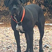 Waylon is registered to the contest to win money with this photo: dog, black_dog, orange_collar, outdoor, rocks, standing, alert, pet, animal, nature, fur, mammal, collar, white_patch, canine, leaf_litter, daylight, looking, outdoors, ground