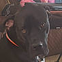 Waylon is registered to the contest to win money with this photo: dog, black_dog, collar, indoor, couch, quilted, pet, animal, brown_eyes, floor, person_legs, furniture, relaxed, curious, close_up, domestic, companion, canine, portrait, home