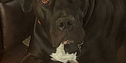 Waylon is registered to the contest to win money with this photo: dog, black_dog, pet, indoor, carpet, toy, leather_chair, resting, animal, canine, brown_eyes, white_chest, paw, household, comfort, domestic, looking, relaxed, closeup, mammal