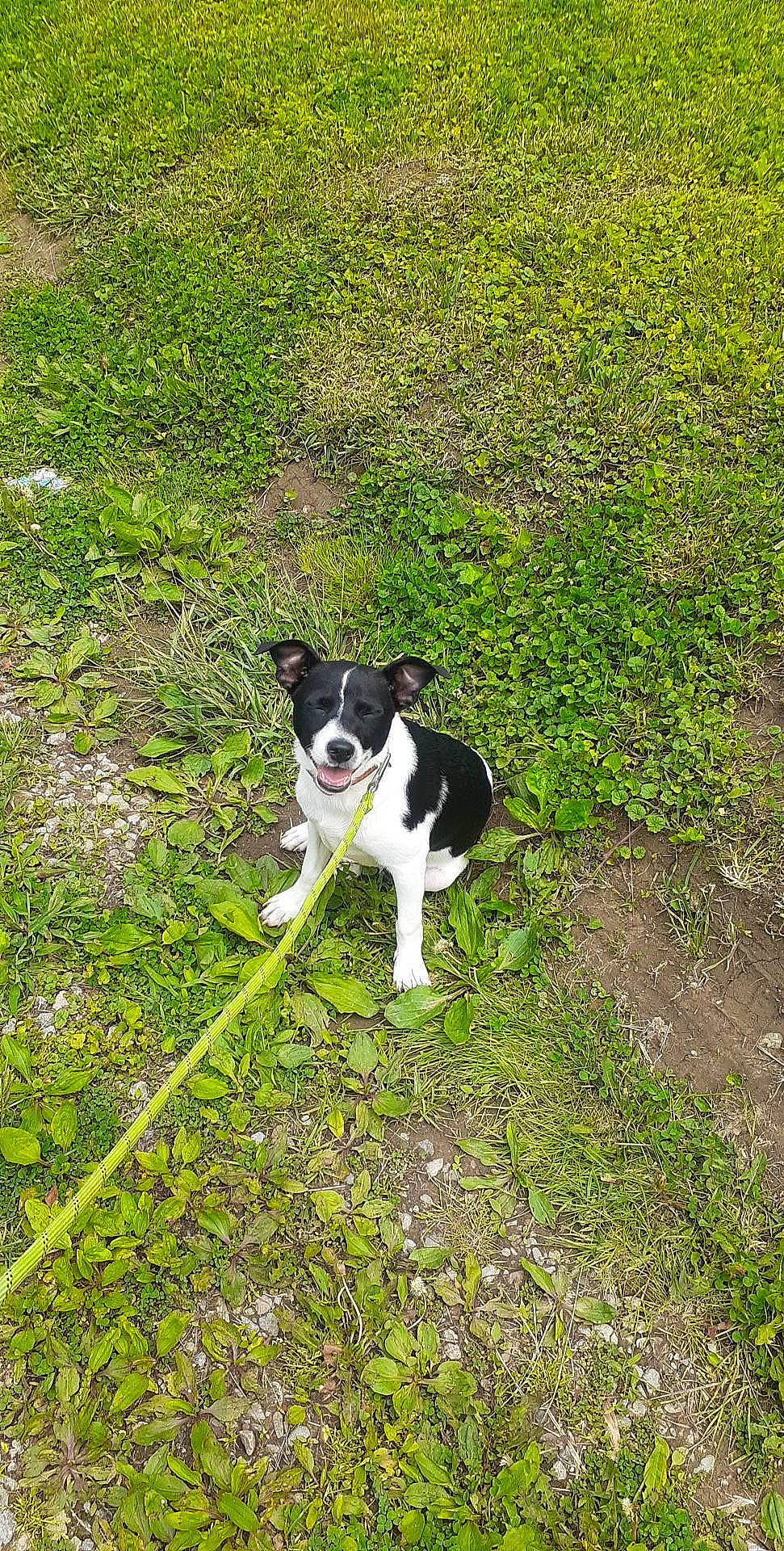 Champion is registered to the contest to win money with this photo: canidae, carnivore, companion_dog, dog, dog_breed, grass, grassland, groundcover, herding_dog, hunting_dog, mcnab, non_sporting_group, plant, shrub, soil, sporting_group, tail, working_dog