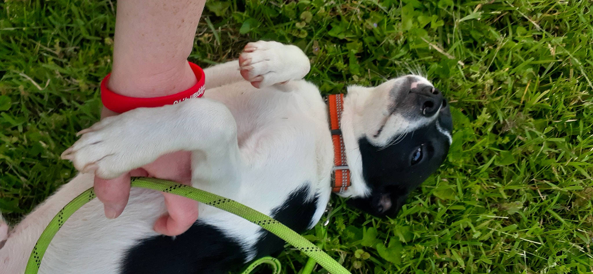 Champion joined the competition — help win amazing prizes! canidae, carnivore, collar, companion_dog, dog, dog_breed, dog_collar, dog_supply, fawn, grass, guard_dog, human_leg, leash, non_sporting_group, pet_supply, plant, sporting_group, tail, working_animal, working_dog