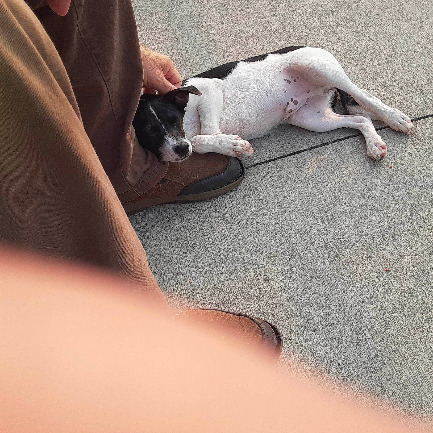 Champion is registered to the contest to win money with this photo: canidae, carnivore, comfort, companion_dog, dog, dog_breed, elbow, fawn, flooring, foot, human_leg, knee, linens, nail, paw, snout, sporting_group, tail, thigh, wrist